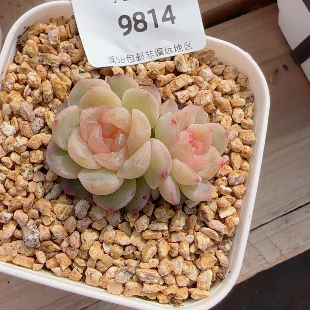 无尽灯，9814多肉植物