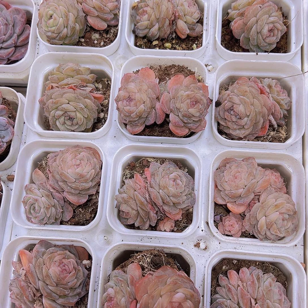 双头秘境19包邮多肉植物