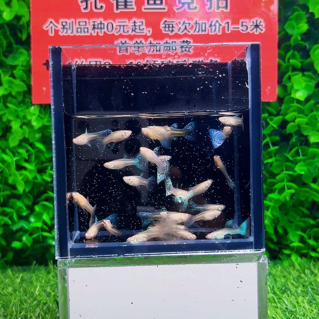 海水鱼蓝草白子孔雀鱼