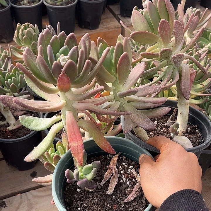 金厂2颗9.99多肉植物单头