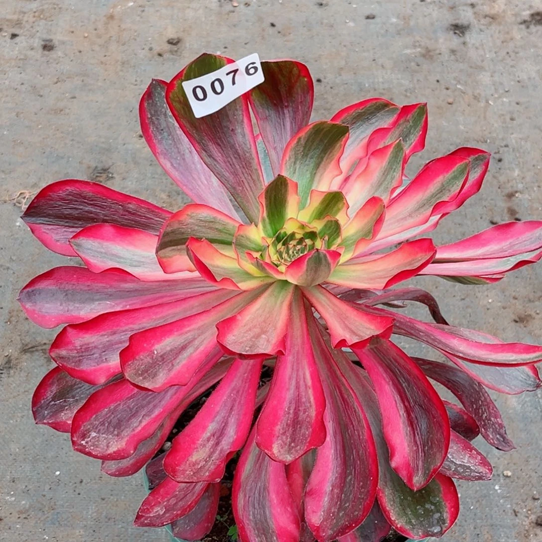 绝***&红魔女多肉特价发货