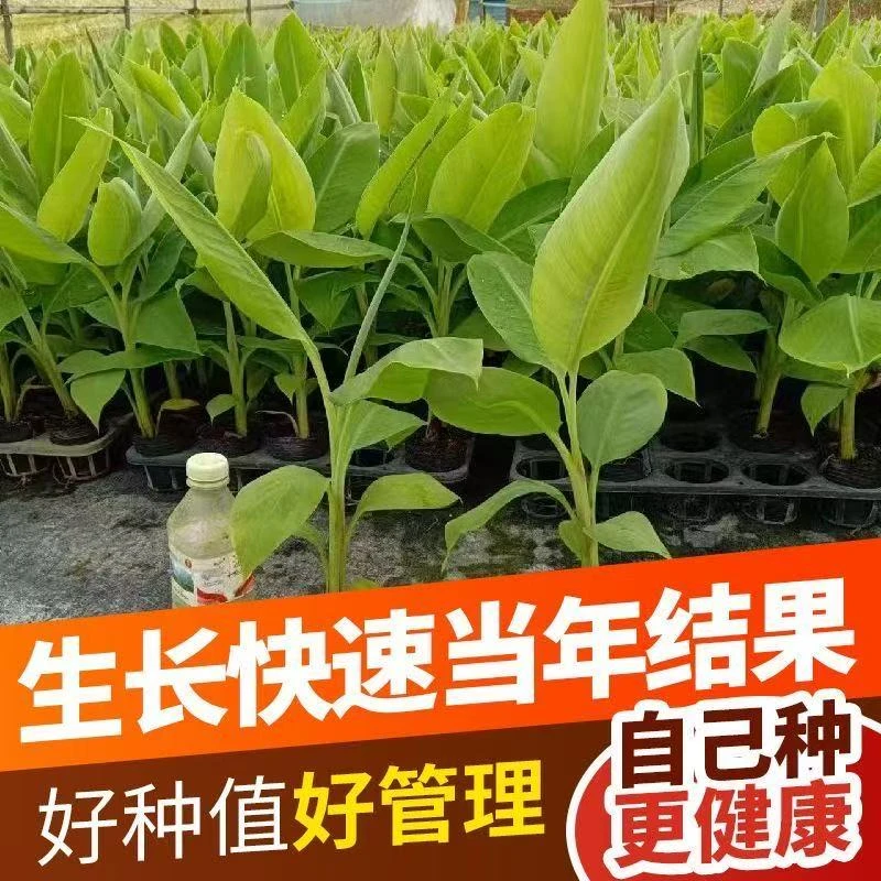 正宗桂蕉一号香蕉树苗粉蕉苗带土杯带叶南北可栽矮化蕉耐寒芭蕉果