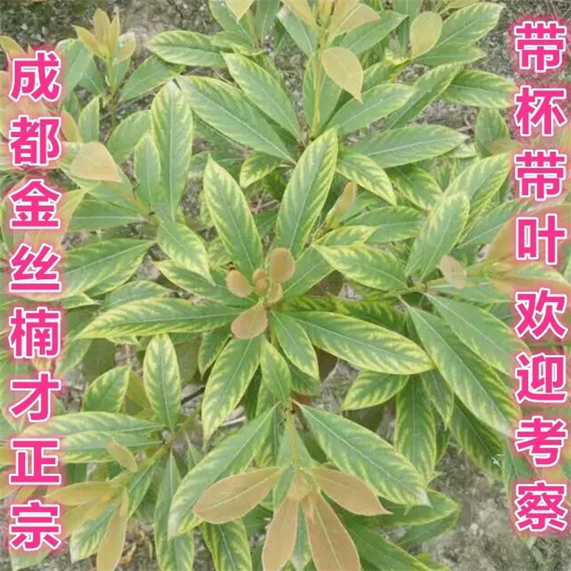 正宗金丝楠木树苗四川小叶桢楠