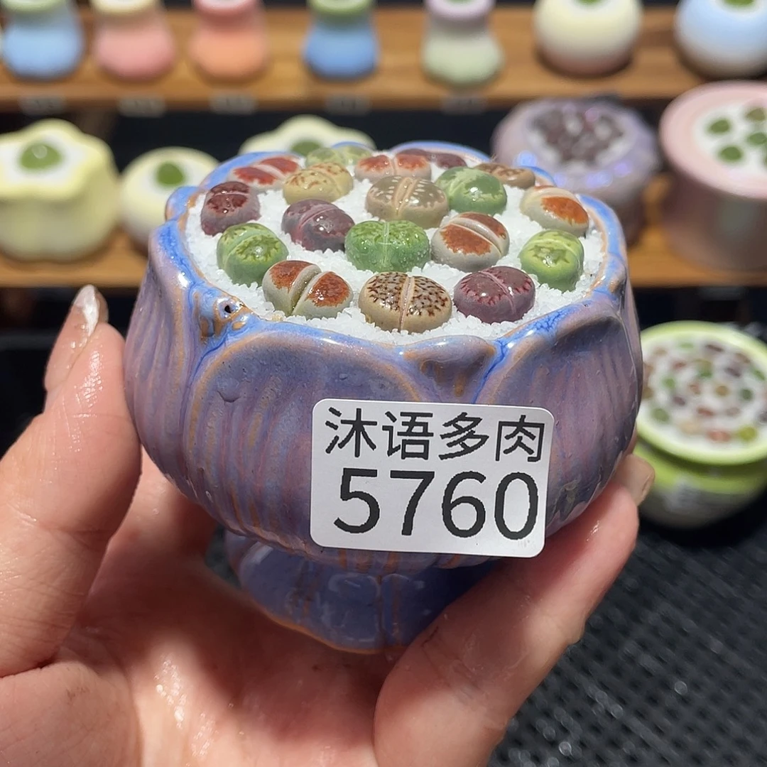 带盆土植物 一物一拍5760盆微瑕