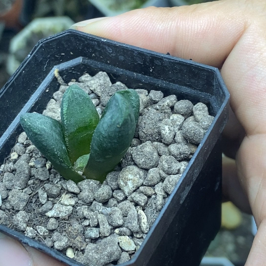 黑王万象一物一拍