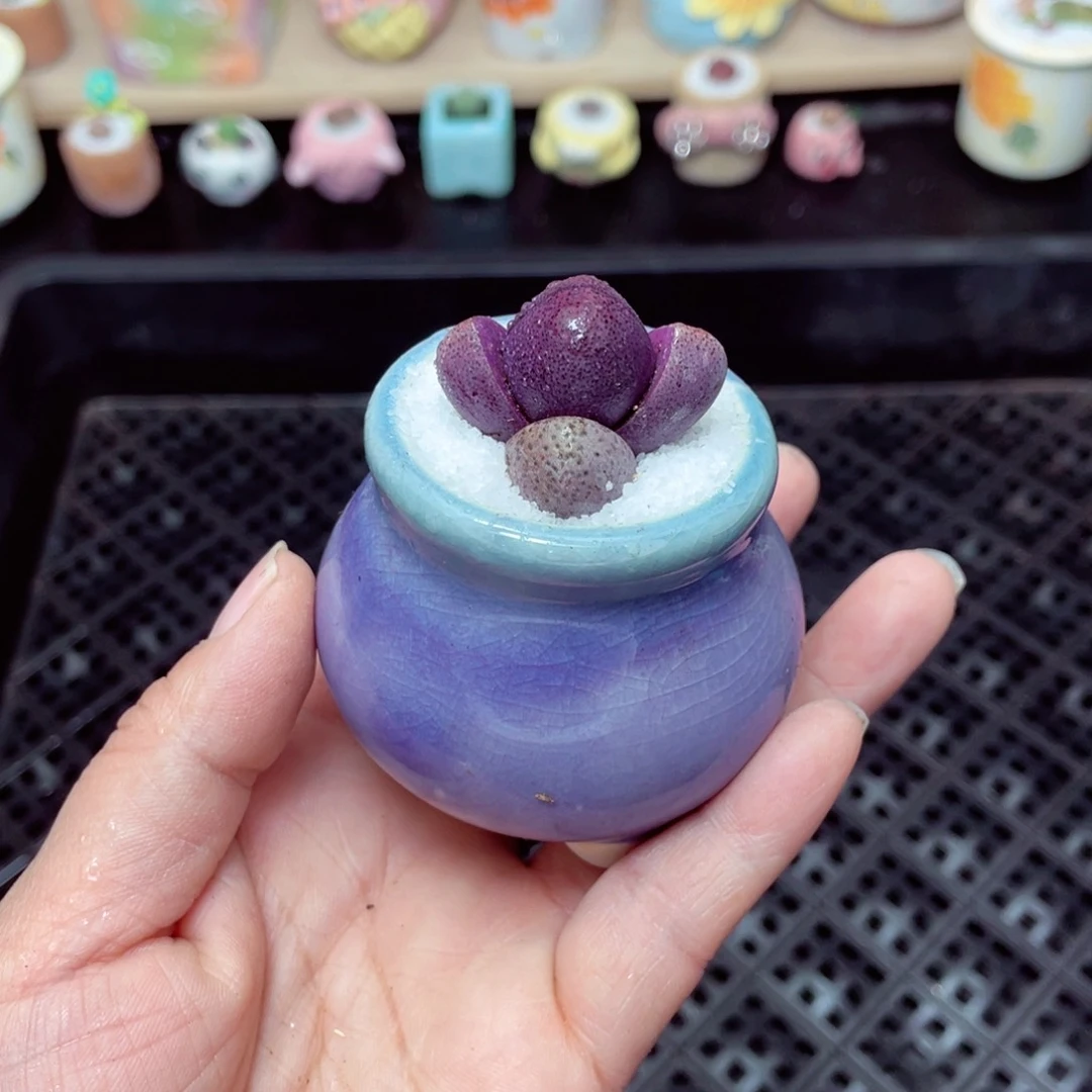 w1314 带盆土发货- 零下地区拍保温箱