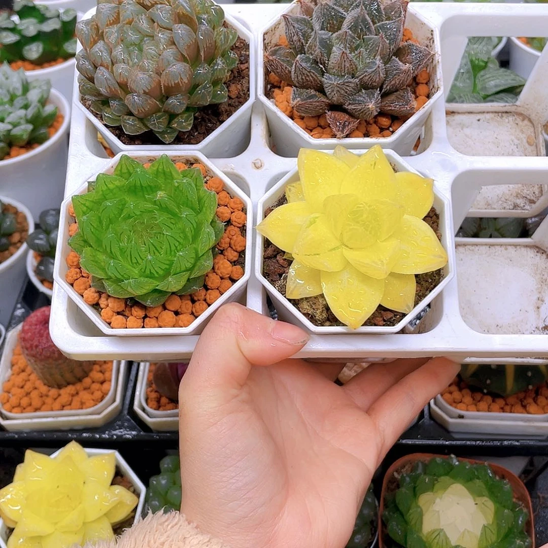 玉露四件套多肉，白盆