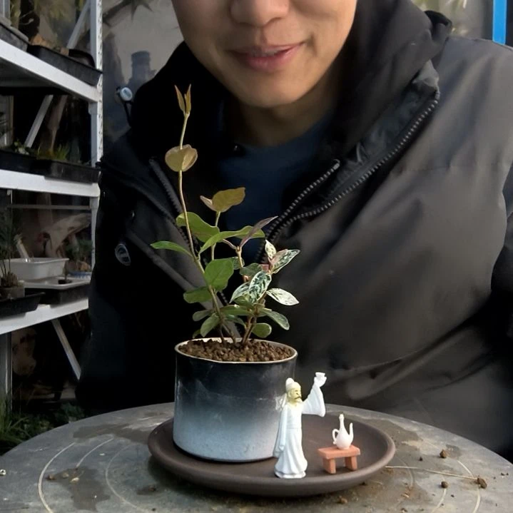 雅****程小盆景小植物一物一拍113