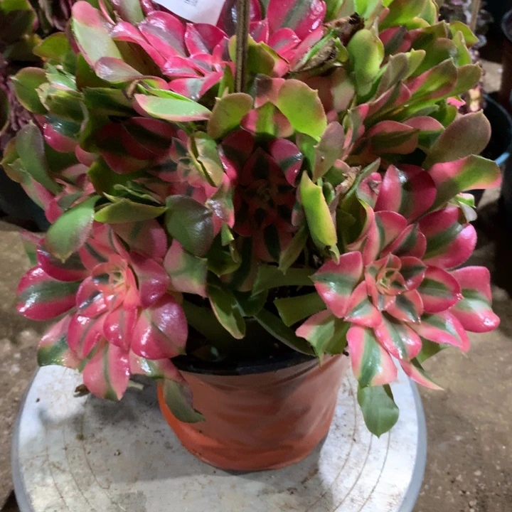 619香妃多肉植物特价