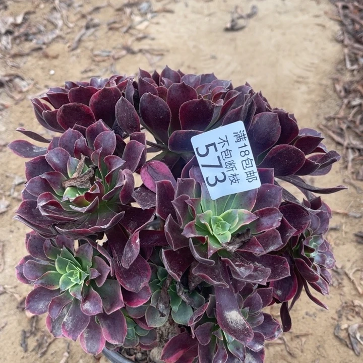 573金丝雀绣球1号棚