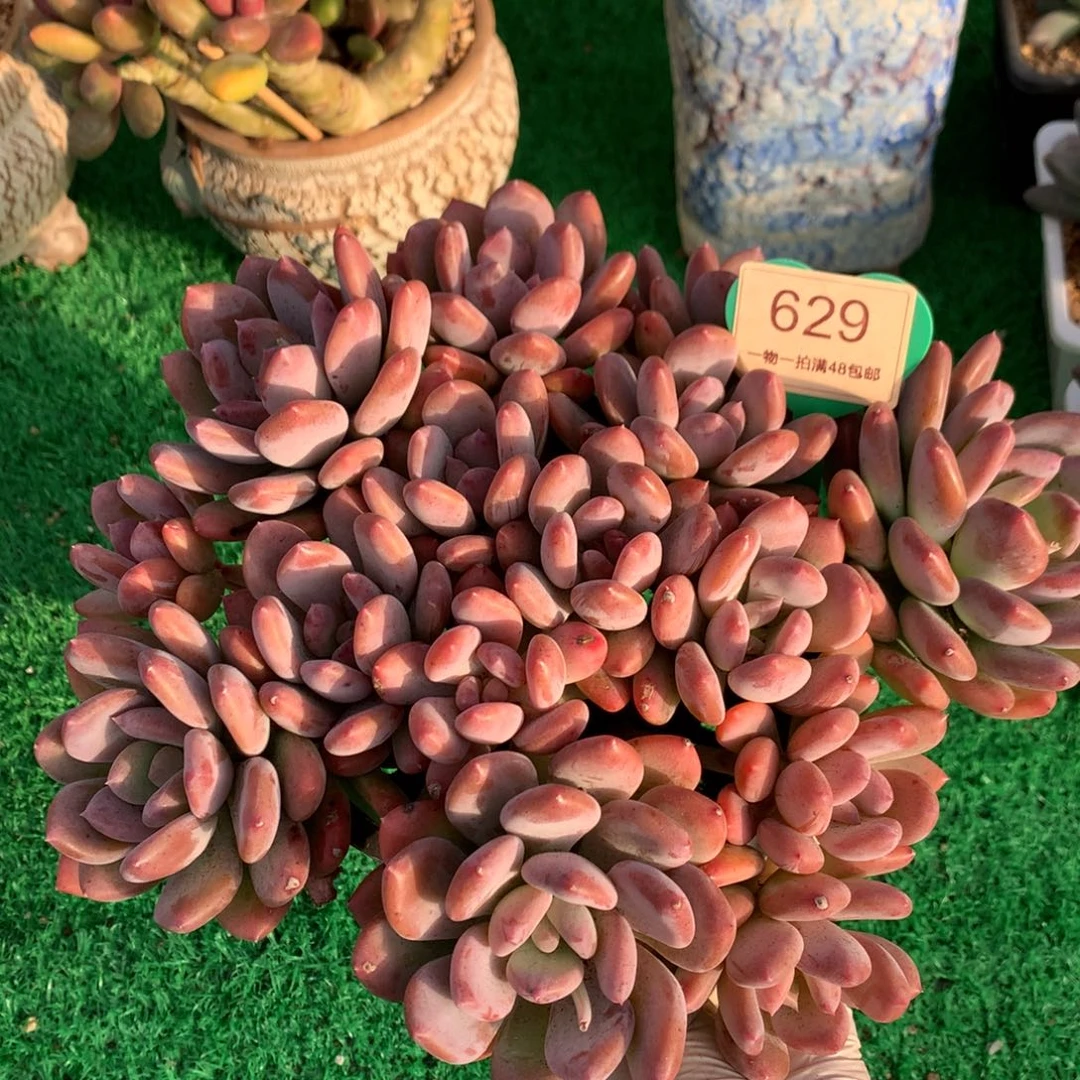 灰姑娘老桩无砍平头629