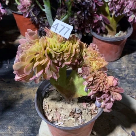 万圣节缀一物一拍