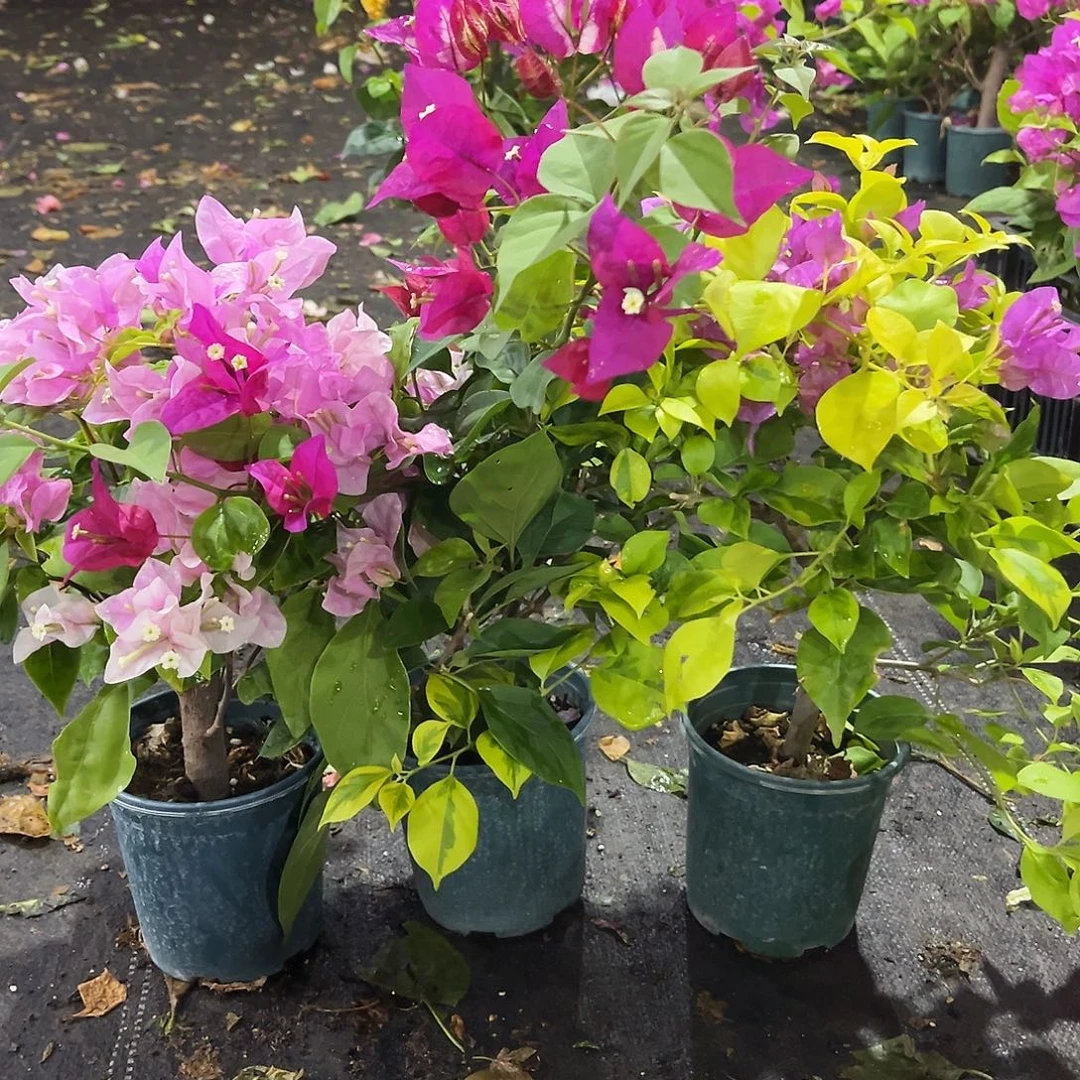 大部分花苞少量开放广红樱，倾城，金钱豹组合