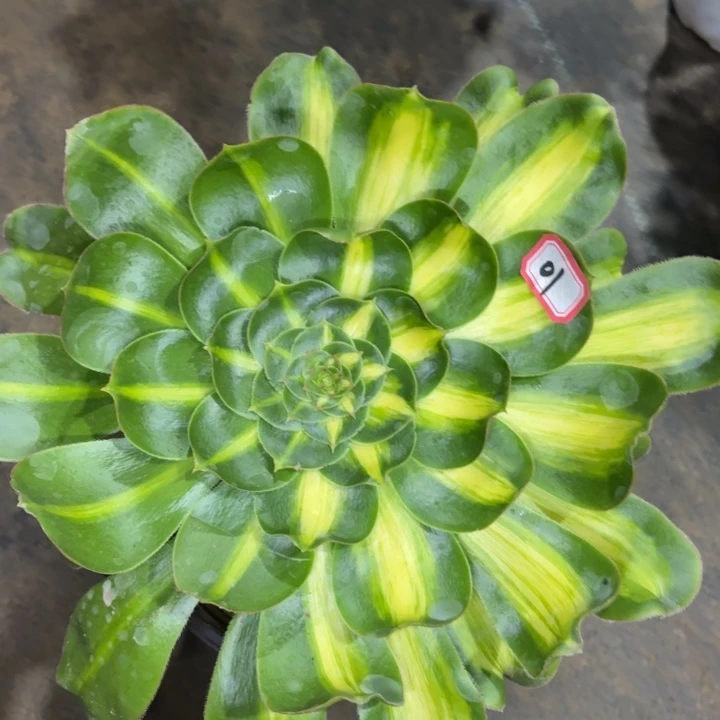 一物一拍暴君法师多肉01