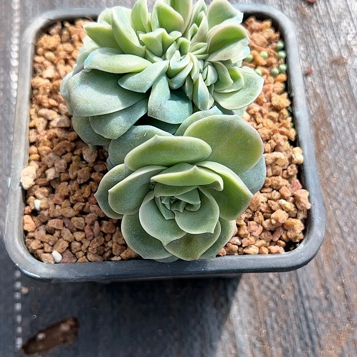 【闪购商品】可爱玫瑰缀