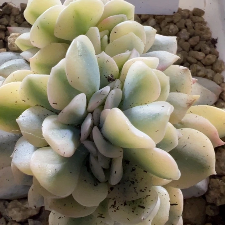 雪精灵锦缀多肉植物496