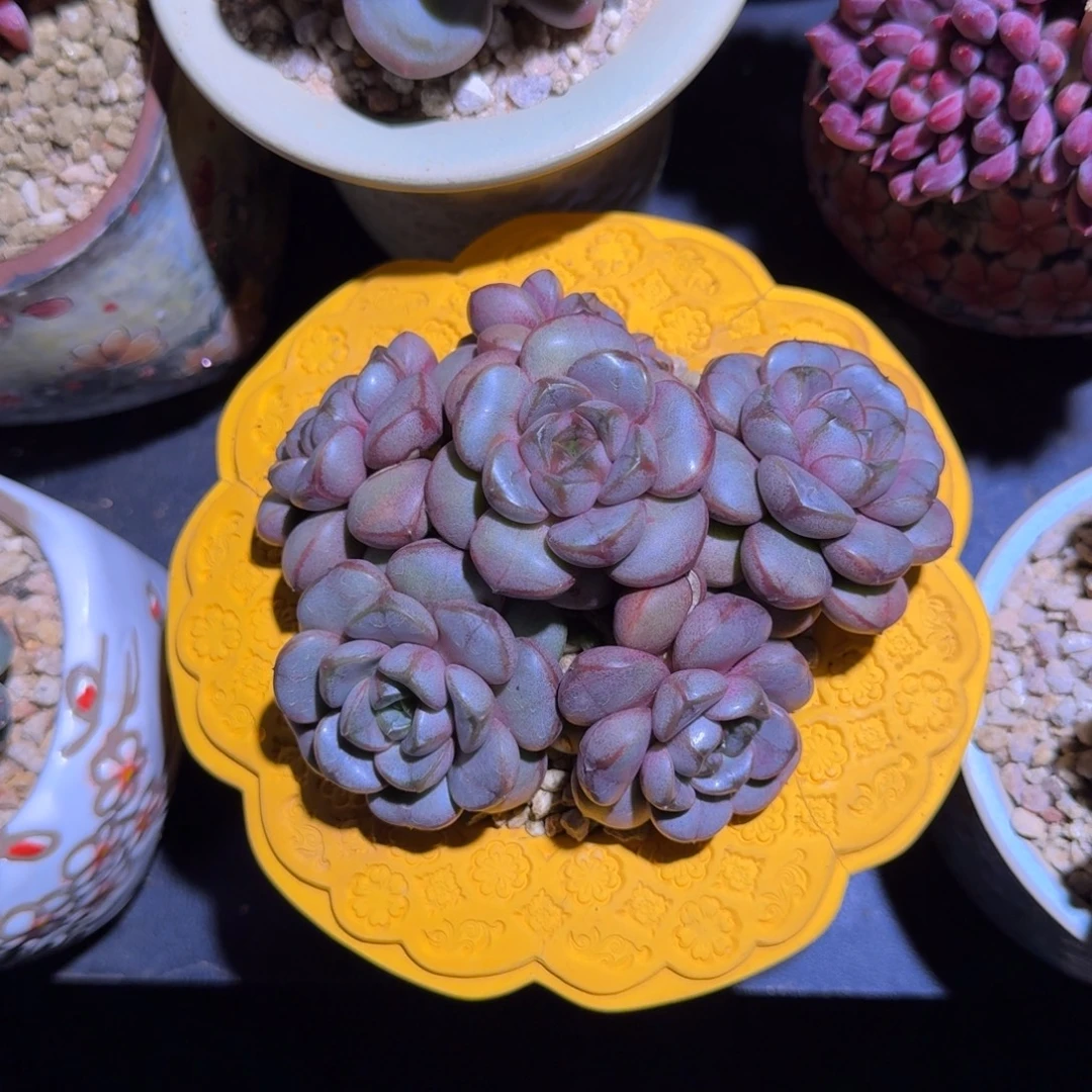 葡萄 群生 一物一拍