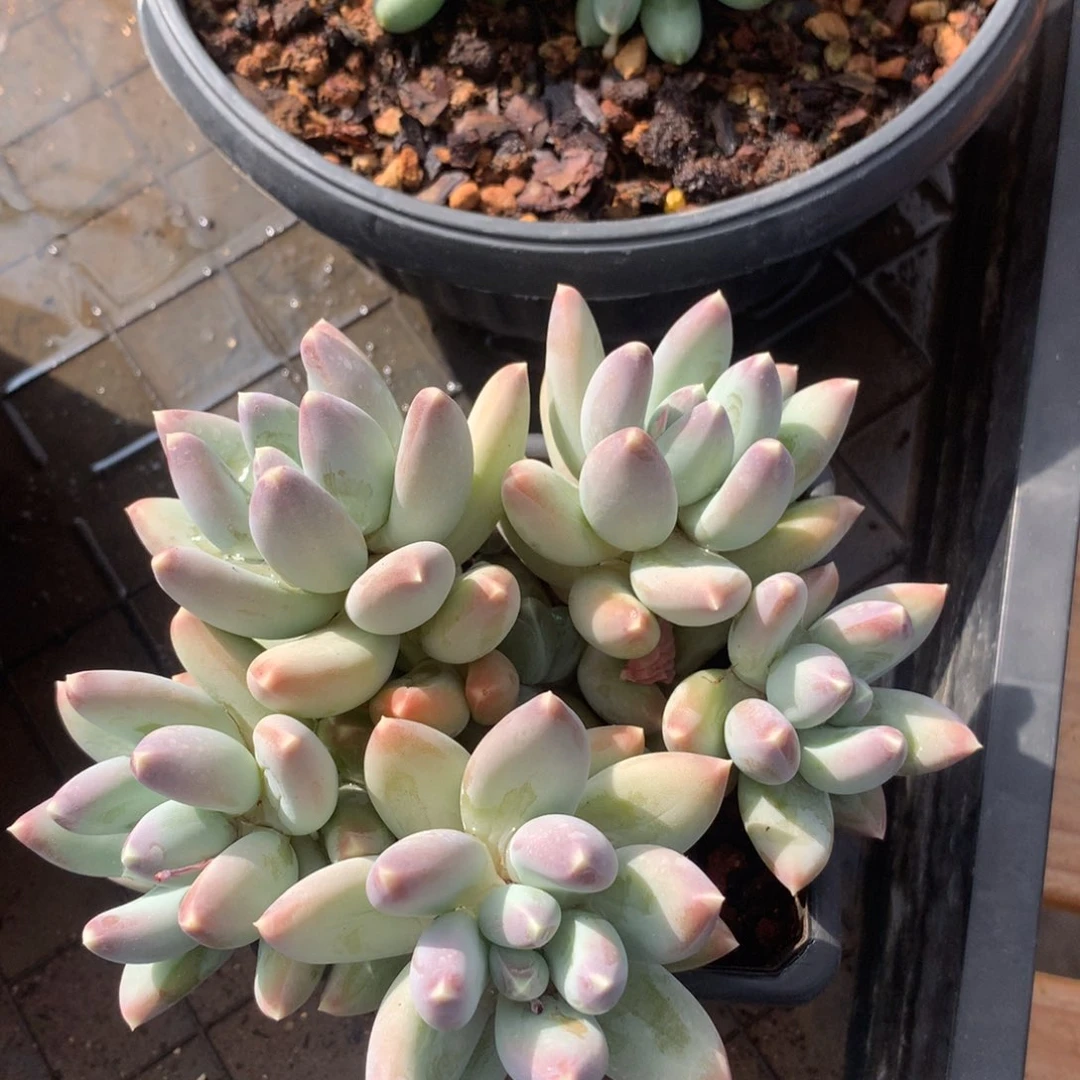 多肉植物一物一拍