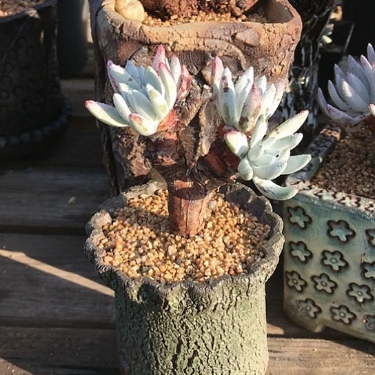 笛***童韩货初霜仙女棒杯