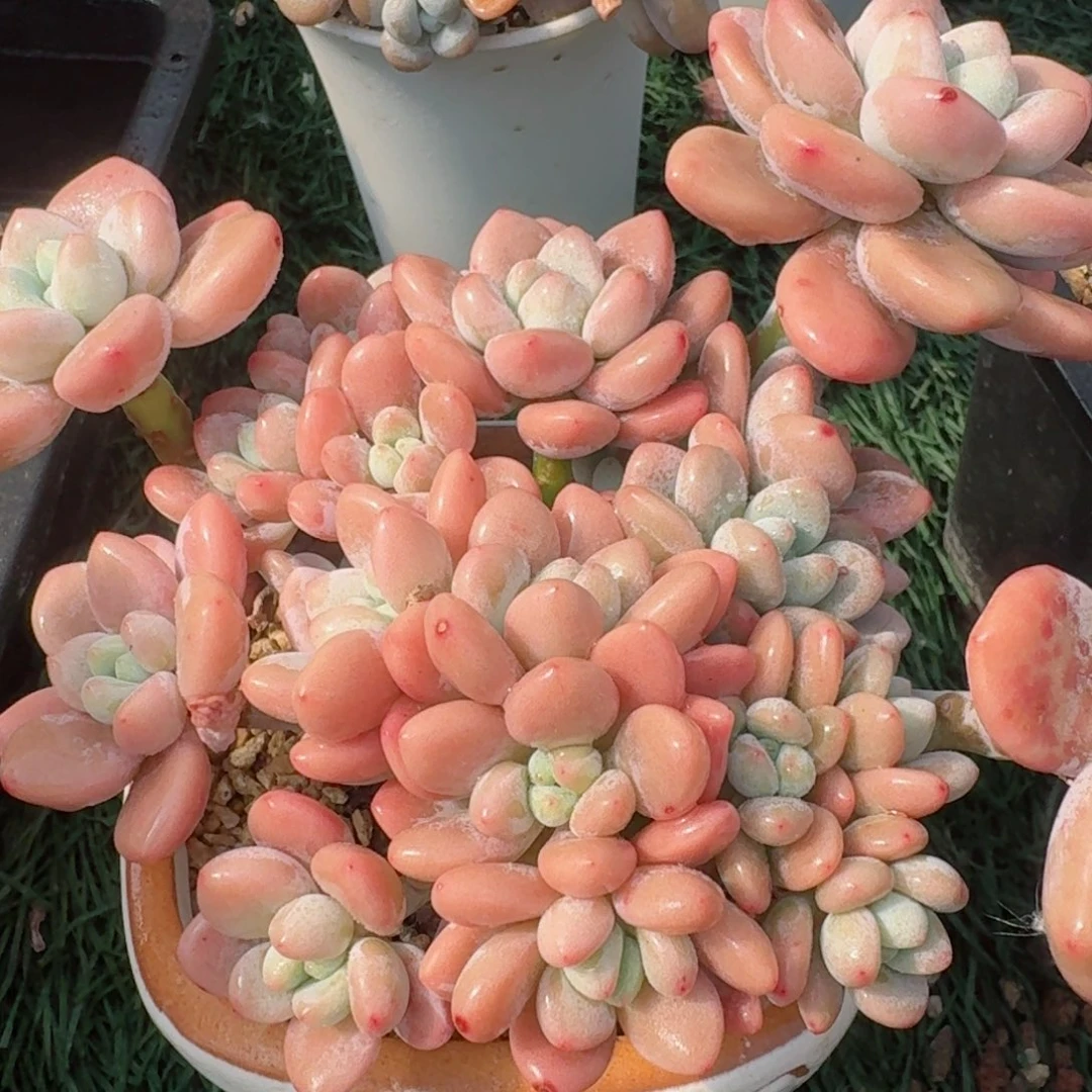 2154一物一拍（满28包邮