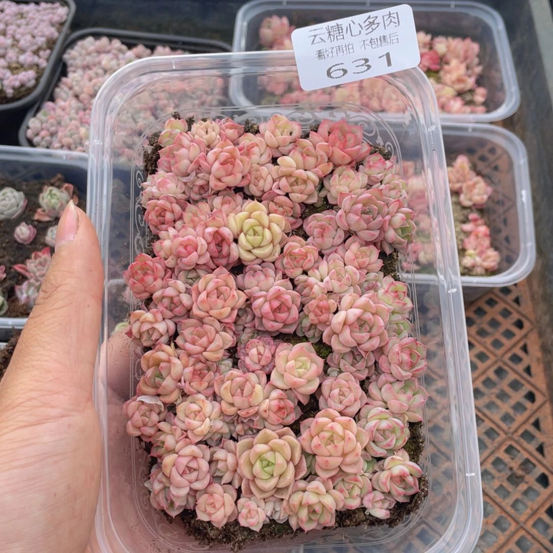 云糖心多肉植物631