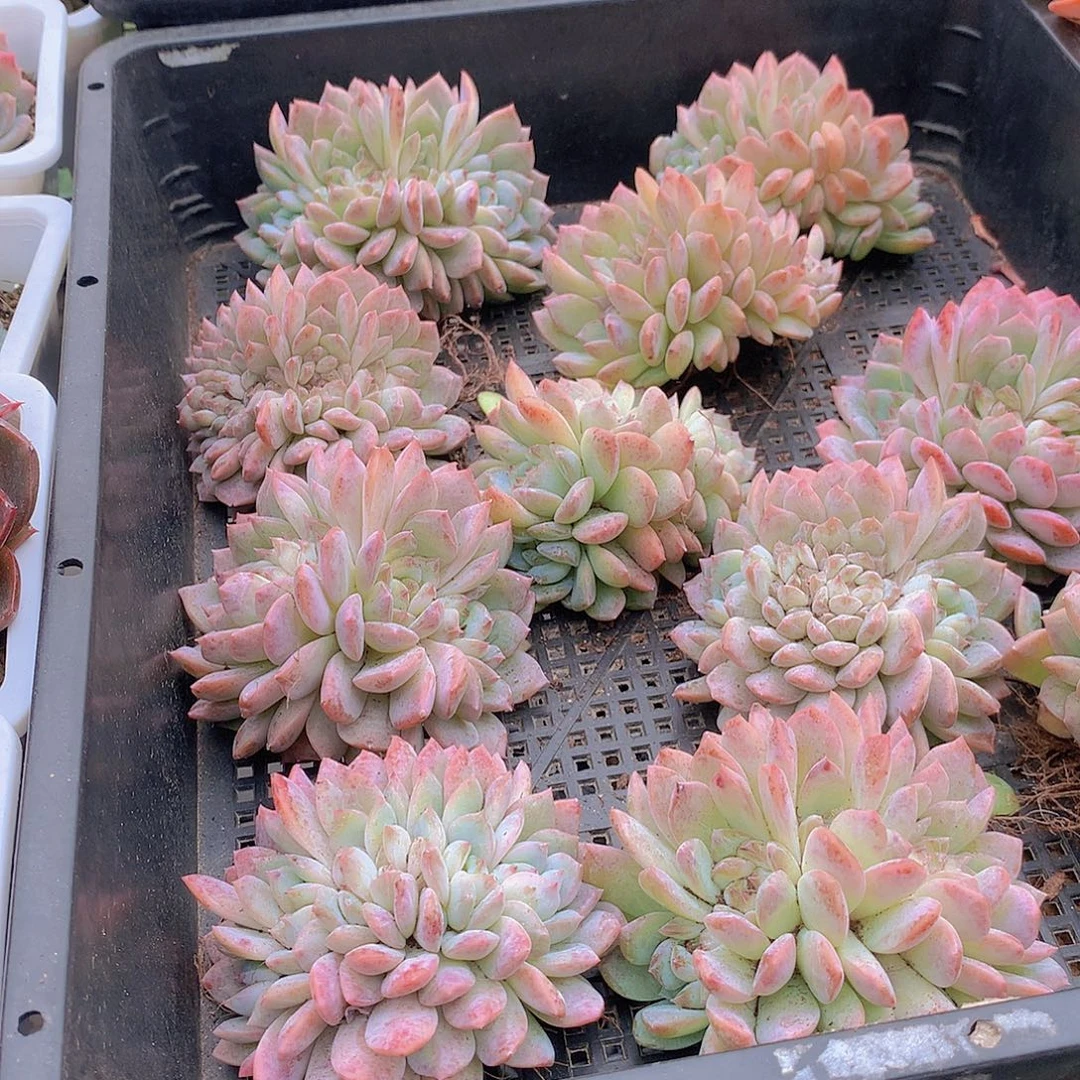 冰魄朵朵缀化35677888999990