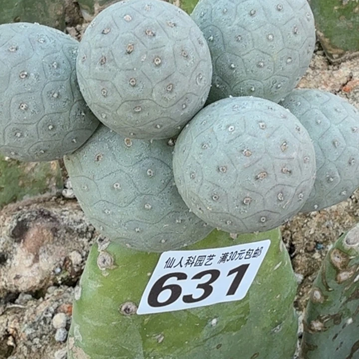 无花朵特圆无刺631