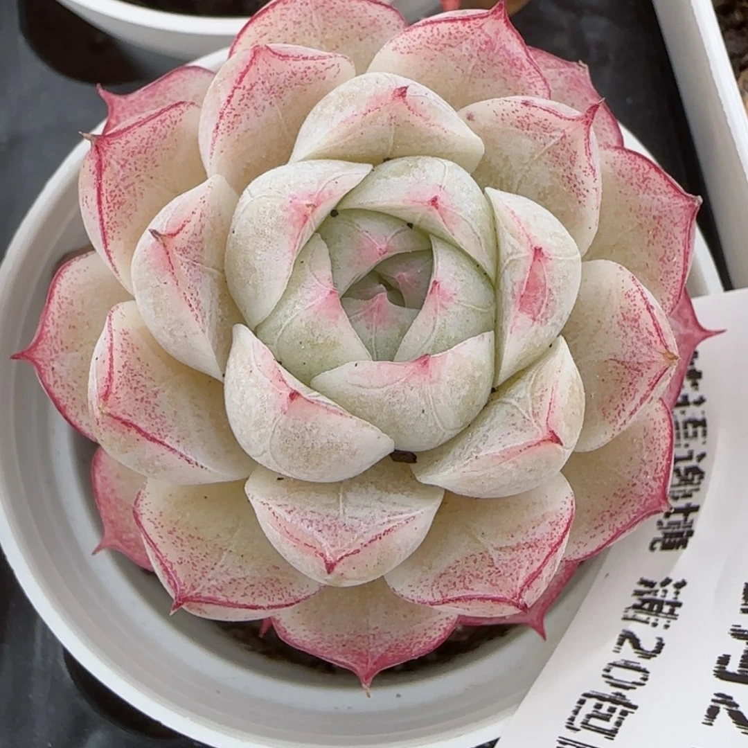 花语逸境0221-384