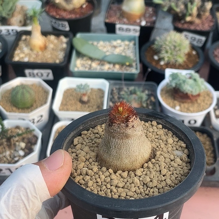 314象鼻大戟块根，