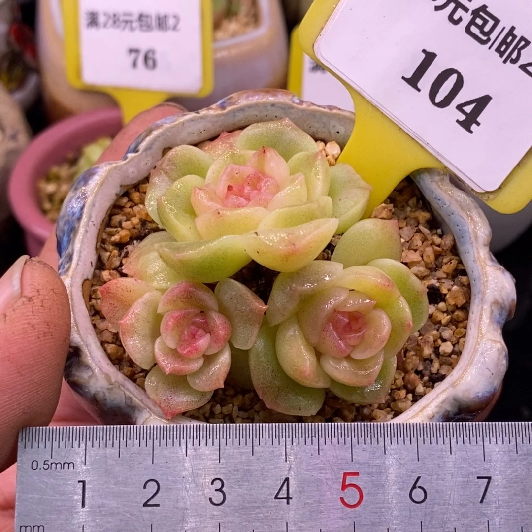 2104梦幻泡影拉丝三头多肉