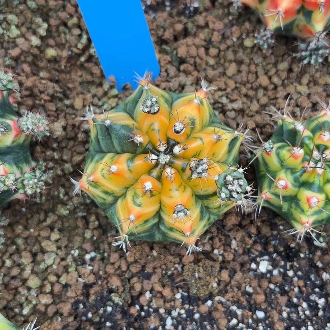 Z1034-1112泰国米哈黄虎斑