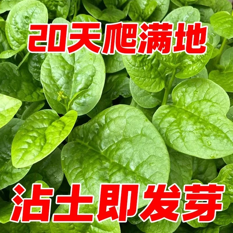 肥厚大叶木耳菜种子蔬菜种籽四季种孑夏季菜苗小青菜阳台盆栽菜种