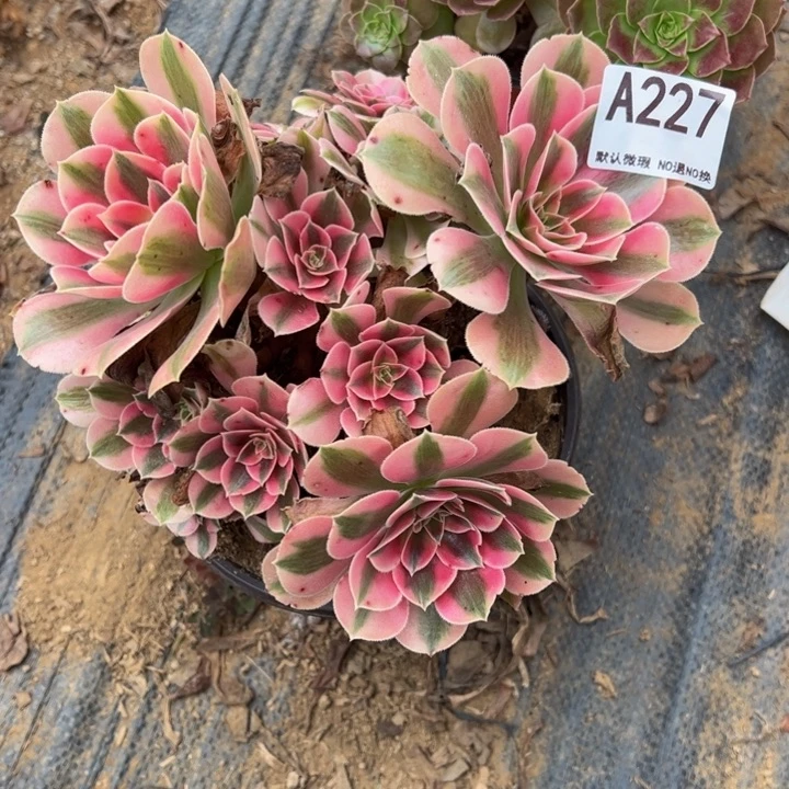 粉女巫多肉植物227.