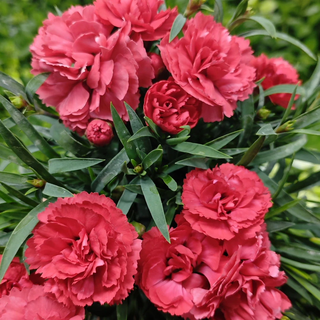 诱惑 康乃馨盆栽花卉阳台新手易养护带花苞发货