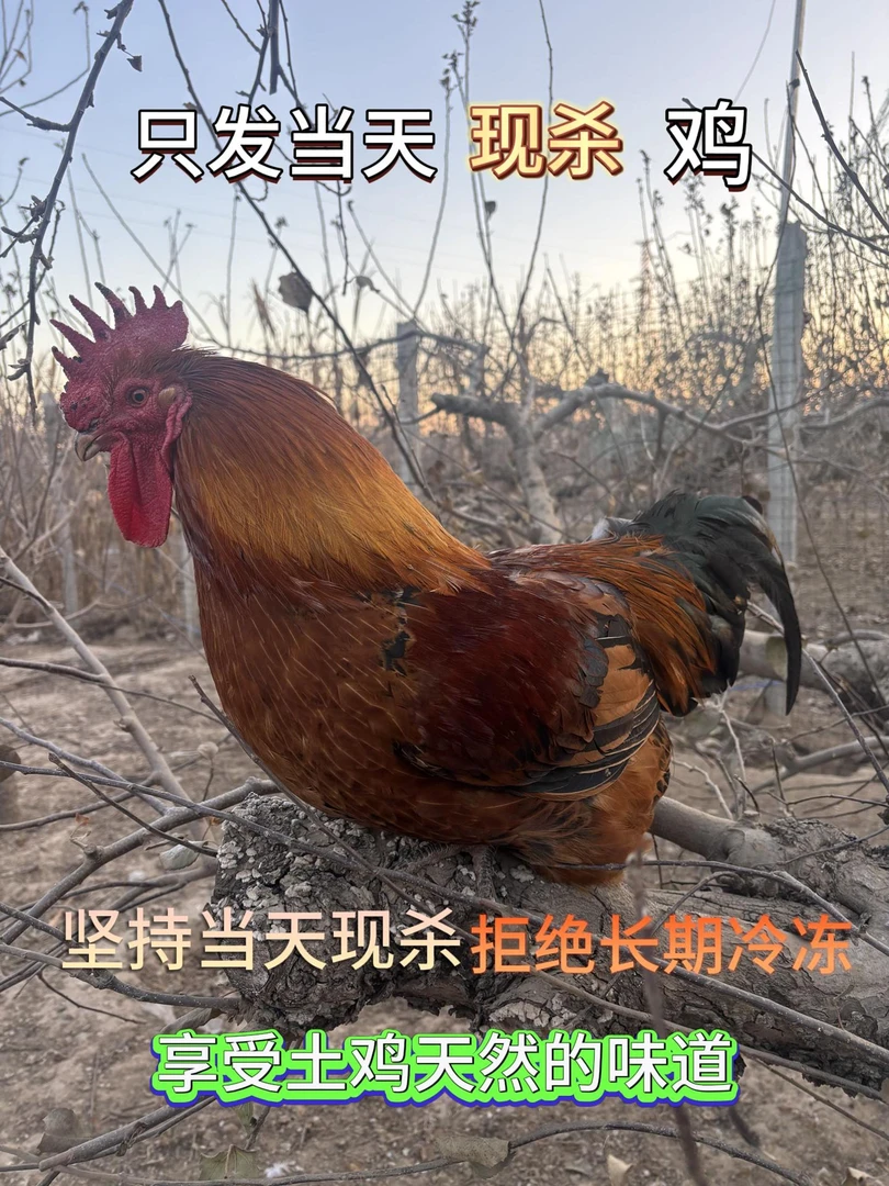 【梨园散养乌脚大公鸡】现宰现杀两只净重六斤冷链包邮到家