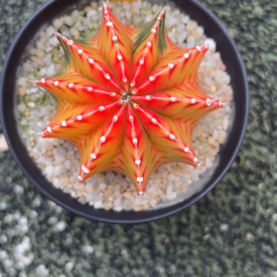 180-1210泰国发货多肉