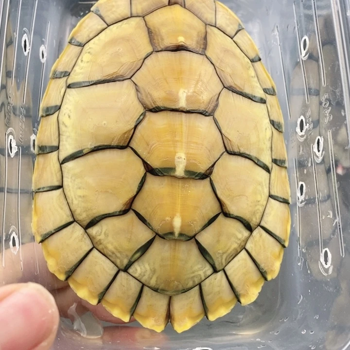 巴西彩龟母666666