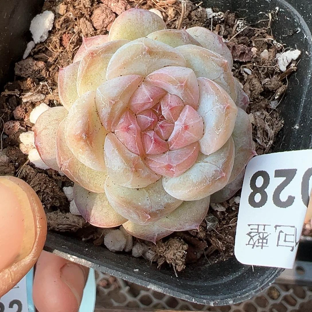 小卡拉米糖心一物一拍10-28