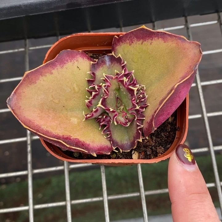 伯克利和格蕾纳等著名音乐