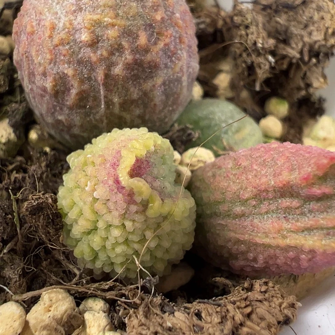 实生新品多肉植物水泡