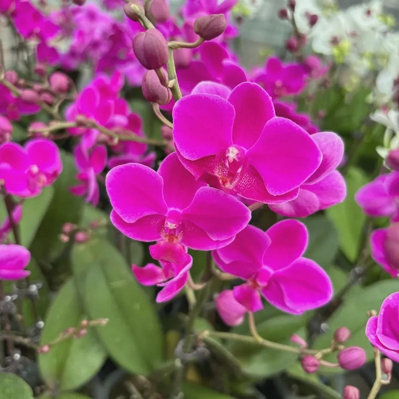 【满天红】蝴蝶兰