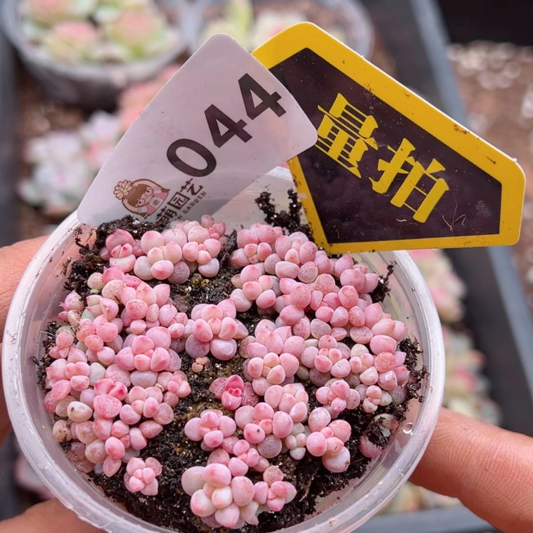 多肉植物多肉植物