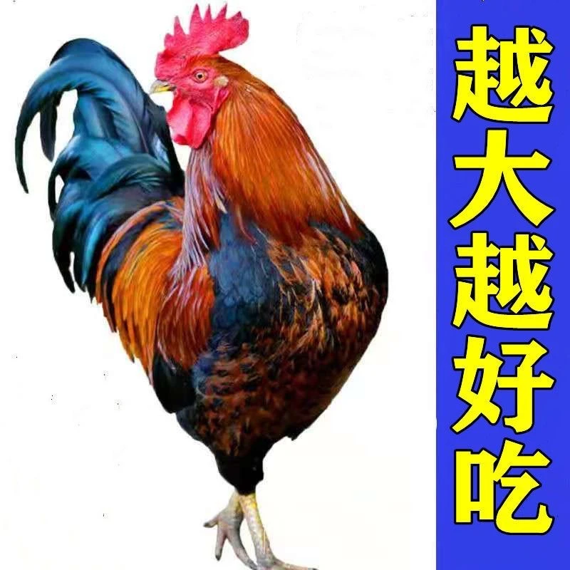 散养800天老公鸡8斤土鸡笨公鸡杂粮喂养鲜活现杀盼
