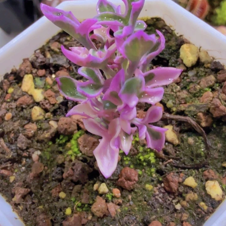 七宝树锦王炸一颗