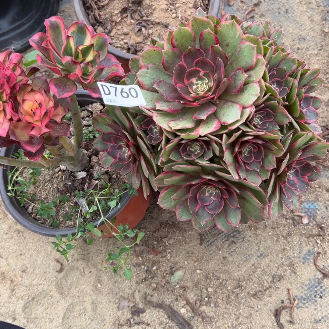 怪***秋760两颗组合多肉植物法师