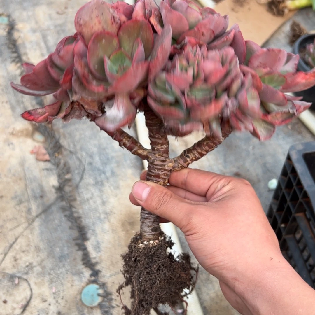 秀妍18 零零多肉植物