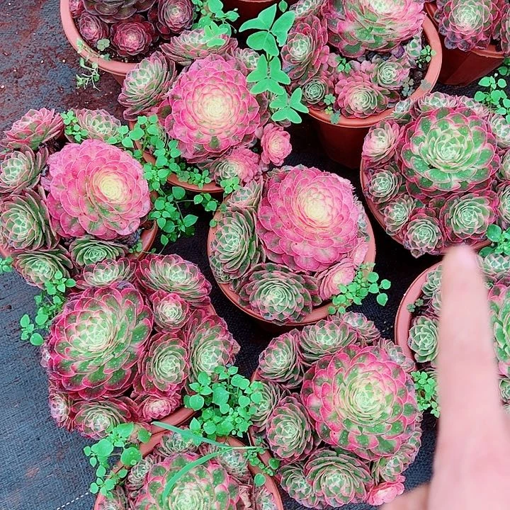 粉玉芙蓉批发多肉植物