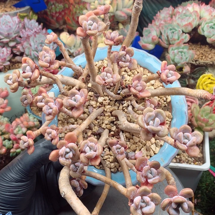 欢喜多肉一物一拍克洛伊