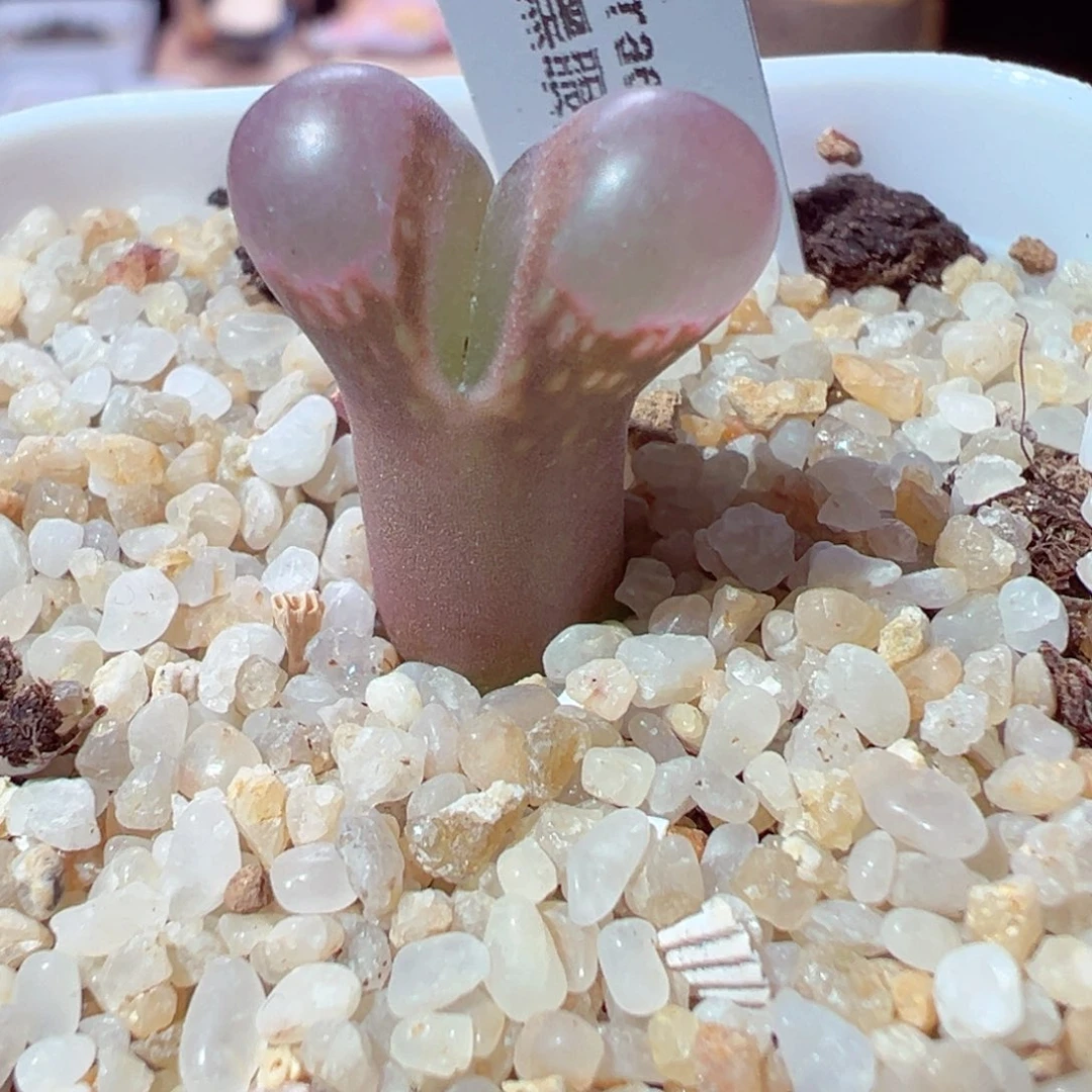 1209-233多肉多肉黑眼豆豆