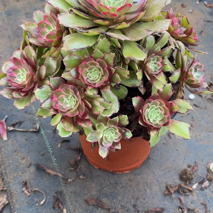 瑞妈多肉园艺352莲花，